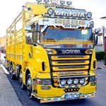 HALCİ