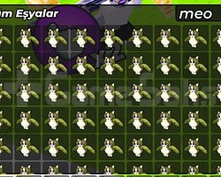 5 ADET MEOW PET 1 ADET OG SINIFI PET