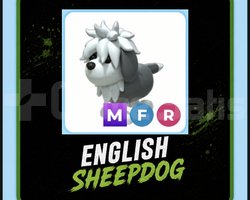 ENGLİSH SHEEPDOGmfrAdopt me EN UCUZUU