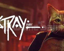 Stray